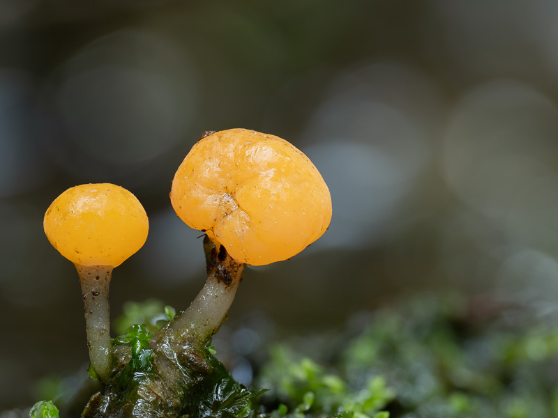 Mitrula paludosa